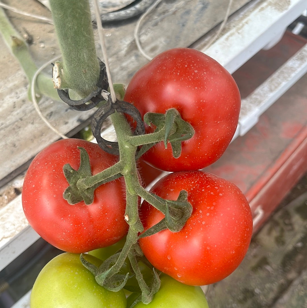 Fresh tomatoes