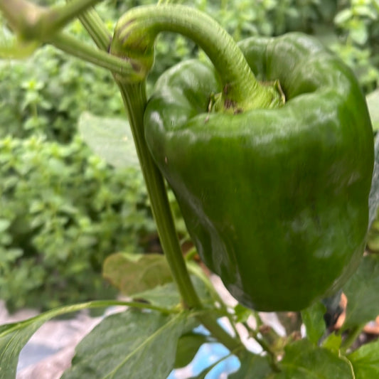 Fresh Bell peppers